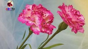 康乃馨的视频,温馨瞬间，情感共鸣