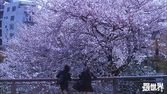 在线樱花之都AV,在线领略日本春日浪漫风情