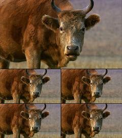 大黄牛视频,揭秘农村生活的真实面貌