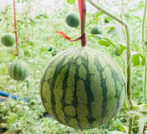 固安吃瓜最新事件爆料是真的吗